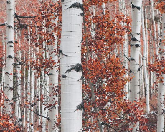 Silver Birch Associates